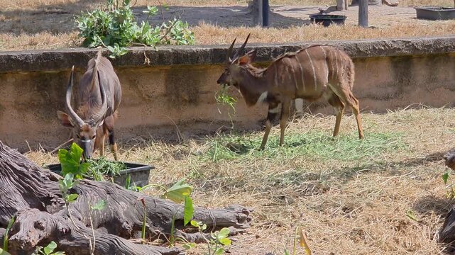 A pair of Nyala antelopes feeding in a dry, sunlit enclosure at a zoo or nature park.
