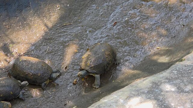 Turtles navigating a muddy, shallow stream or enclosure.