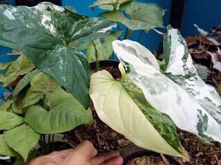 Rare Syngonium Milk Confetti Houseplant Featuring Pink Speckled Variegation and Green Arrowhead Leaves