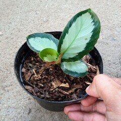 Young Calathea Picturata Argentea Houseplant with Silver and Dark Green Foliage in Starter Pot