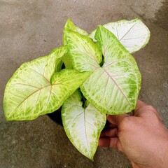 Syngonium Pixie or White Butterfly Variety with Vibrant Light Green and Cream Variegated Leaves in Pot