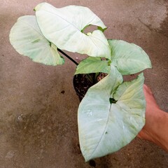 Potted Syngonium White Butterfly Arrowhead Plant with Large Pale Green Leaves on Neutral Background