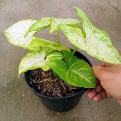 Healthy Syngonium White Butterfly Houseplant with Pale Green and White Veined Leaves in Black Pot Held by Hand
