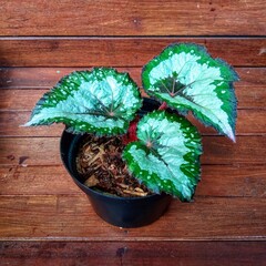 Rex Begonia Silver Shadow with Large Variegated Heart Shaped Leaves