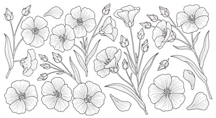 Hand drawn botanical illustration of blooming flowers and buds with detailed leaves.