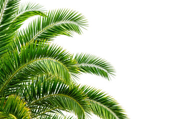 Close-up of Green Palm Tree Fronds Against White Background