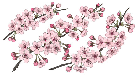 Hand drawn illustration of blooming cherry blossom branches with delicate pink flowers.