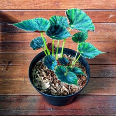 Small Begonia Black Velvet Plant with Dark Green Textured Foliage