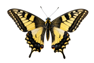 Fototapeta premium Swallowtail Butterfly (Papilio Machaon) Isolated on White
