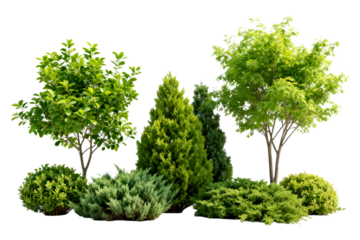 Variety of Green Trees and Shrubs for Landscaping