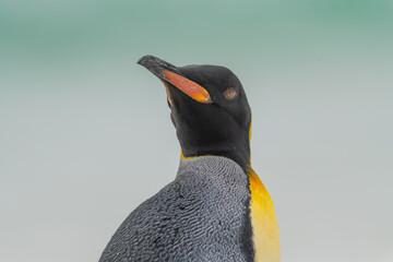 King Penguin Stunning Close Up Low Angle on Beach in Penguin Colony Yorke Bay Falkland Islands Near...