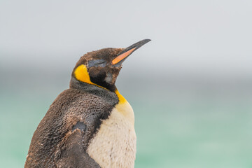 King Penguin Molting Stunning Close Up Eyes Closed Powerful on Beach in Penguin Colony Yorke Bay...