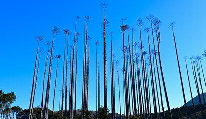 Bare forest of thin trees under blue sky.