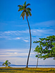 un grand cocotier tordu sur une plage de Polynésie