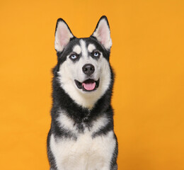 Fototapeta premium Studio photo of a cute dog in front of an isolated background 