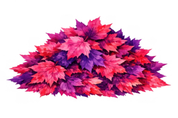 Pink and purple maple leaves creating autumn fall foliage pile, watercolor style illustration with transparent background