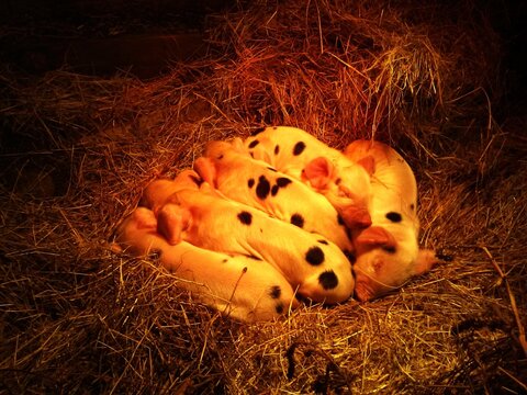 Piglets Warming under Lamp