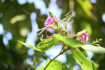 Fototapeta premium Bauhinia blakeana flowers. Its common name the&nbsp;Hong Kong orchid tree and Orchid Tree. It&nbsp;is a&nbsp;hybrid&nbsp;leguminous&nbsp;tree of the&nbsp;genus&nbsp;Bauhinia. It has large thick leaves and striking purplish red flowers.