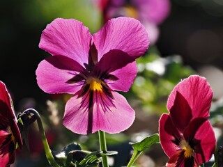Tokyo,Japan - January 10, 2026: Closeup of wine color viola flower
