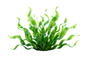 Green Seaweed Aquatic Plant with Curly Leaves