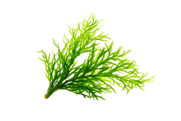 Green Marine Algae Branch Isolated on White