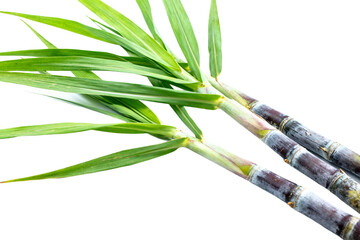 Fototapeta premium Fresh Sugarcane Stalks with Green Leaves