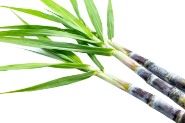 Fresh Sugarcane Stalks with Green Leaves