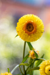 Flor Sempre-viva (Xerochrysum bracteatum) amarela. Jardim