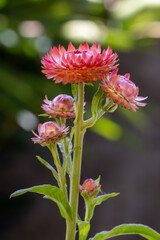 Flor Sempre-viva (Xerochrysum bracteatum) rosa. Jardim