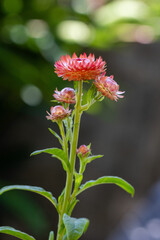 Flor Sempre-viva (Xerochrysum bracteatum) rosa. Jardim