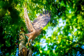 Majestic Crested Serpent Eagle in flight through lush green forest canopy.