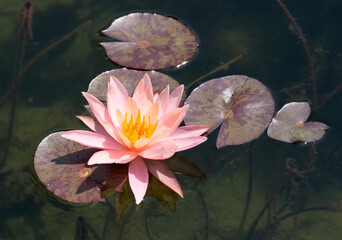 Blooming nymphea closeup (Lat. - nymphaea)
