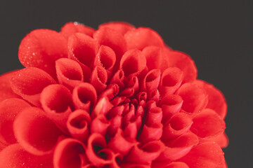赤いダリアの花を黒背景でマクロ撮影09