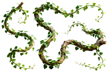 Ivy Vines with Wooden Twigs Isolated on Transparent Background