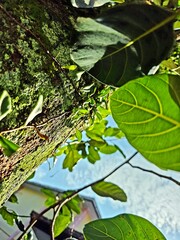 Low Angle View of Large Green Leaves and Tree Trunk Against Blue Sky