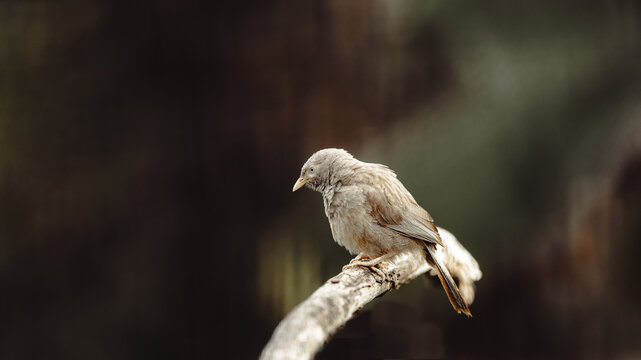 A jungle babbler perching on a tree branch isolated over the dark background