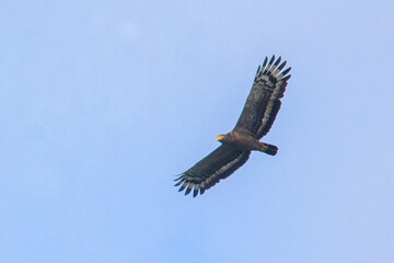 Majestic Crested Serpent Eagle soaring high in the clear blue sky.