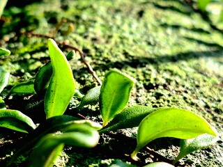 Macro Detail of Small Green Leaves Growing on Mossy Surface