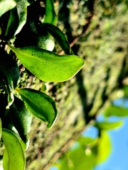 fresh green leaves growing on a thick layer of mossy tree bark