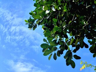 Green Tree Leaves Against Clear Blue Sky