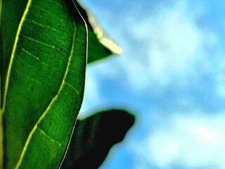 Tropical Leaf Edge Against Blurred Blue Sky
