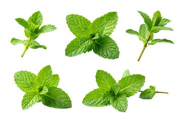Naklejka premium Fresh Green Mint Leaves and Sprigs Collection