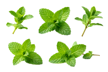 Fresh Green Mint Leaves and Sprigs Collection
