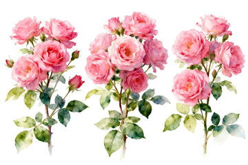 Three Bouquets of Pink Roses Watercolor Illustration