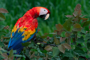 Fototapeta premium red and yellow macaw