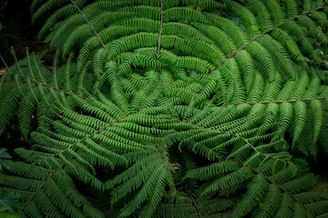 Ferns texture