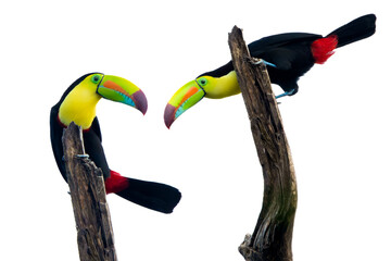 toucan on a white background © Feralis