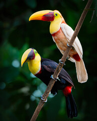 toucans on a branch © Feralis