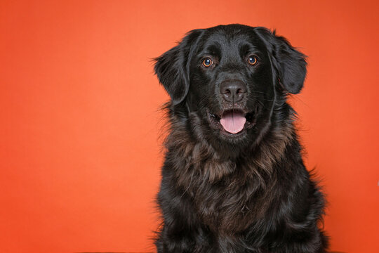 cute dog on an isolated background in a studio shot