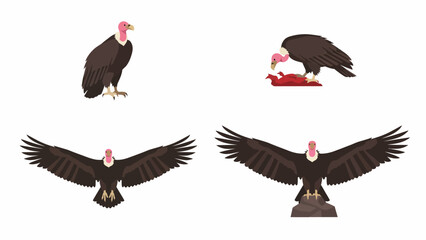 Vulture Vector Illustration Set. Cartoon Scavenger Bird Poses: Standing, Flying, Eating Carrion, Perched © anang